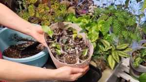 Пересадка проросших клубней алоказий с авито и перевалка алоказий Полли