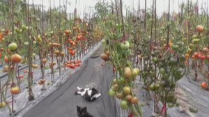 Обзор томатов и огорода 17 августа 2022 года. Удаление листьев ускоряет созревание плодов!