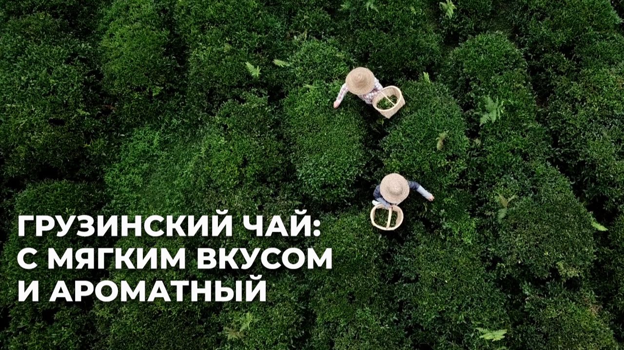 Чаеводство в Грузии: какие перспективы у этой отрасли?