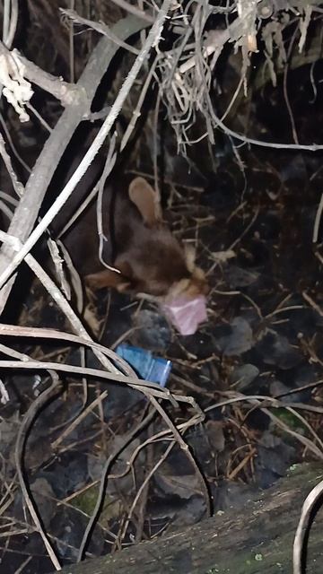 Мои собакены Каштанка и Рекс и их любимые косточки