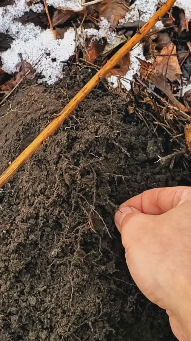 🔥 Ура! Ранняя трёшка.