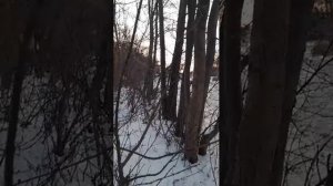 Природа зимой