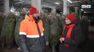 Ель, сосна или пихта? : рассказываем, как правильно выбрать живую новогоднюю елку