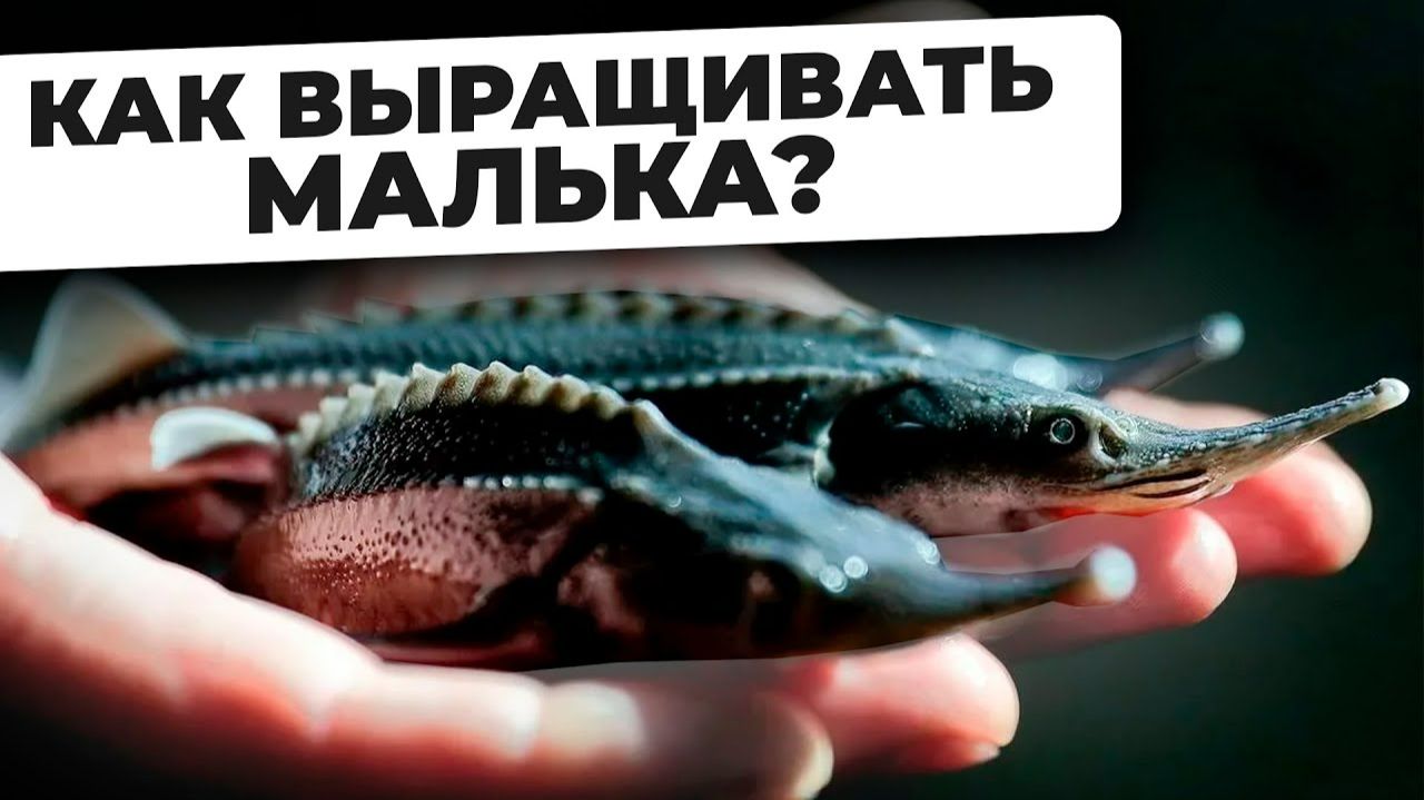 БИЗНЕС НА ВЫРАЩИВАНИИ МАЛЬКА. Как Спроектировать и Построить Мальковую ферму УЗВ? смотреть онлайн