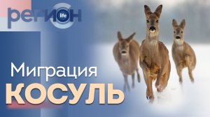 Регион LIFE | Миграция косуль | ОТС LIVE — прямая трансляция