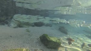 2025-11-20_080653 Рыбки кефаль и Луциан Эренберга