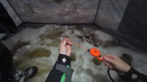 Зимняя рыбалка 2025. Поставили палатку, прикормили и понеслось!