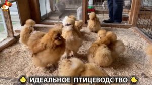 Идеальное птицеводство достойно восхищения 🐓🦆🦢🦚🦃🐔 эпизод (422)