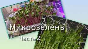 Микрозелень: редис и горошек