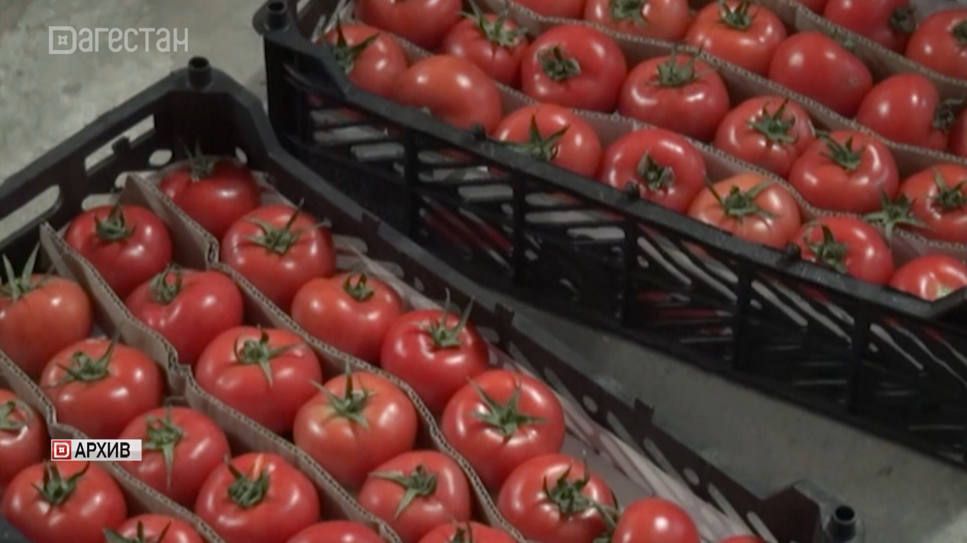 Россельхознадзор выявил заражённые овощи и фрукты на складе в Дагестане