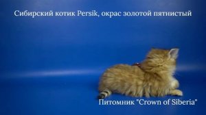 Сибирский котик Persik, 1,5 месяца, золотой пятнистый окрас