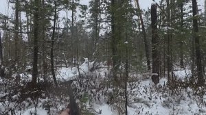 Беляк выскакивает с лёжки