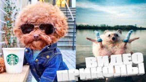 ЛУЧШИЕ ПРИКОЛЫ 2025 | ПРИКОЛЫ 2025 | СВЕЖИЕ ПРИКОЛЫ 2025 | РЖУ НЕ МОГУ |