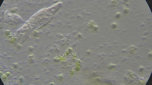 Вода из вазы, снятая методом контраста Хоффмана