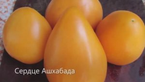 Каталог томатов на 2026 год. Часть 5. СКИДКИ на СЕМЕНА!  г. Киров  т. 89229284031