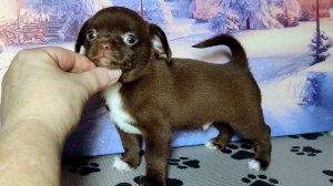 Бандерос нашел НОВЫЙ дом 15/12/25 есть другие щенки+79215950848 #купитьщенкачихуахуапродаю