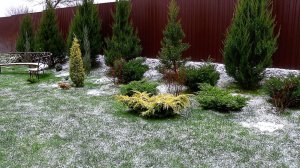 ЧЕМ ПОЛЕЗНЫ МОЖЖЕВЕЛЬНИКИ. 15.12.2025г.