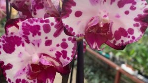 Нашла подходящий горшок. Посадка орхидеи Mystical Dream.