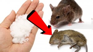 Как избавиться от мышей и крыс навсегда За 3 Секунды!..