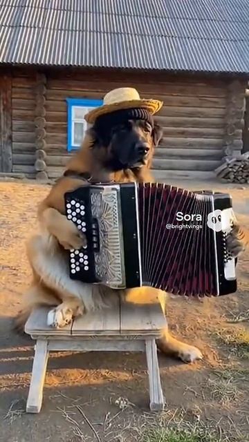 Собакен играет #sora2 #ai #sora #humor #юмор #кот #кошки #котики #ии