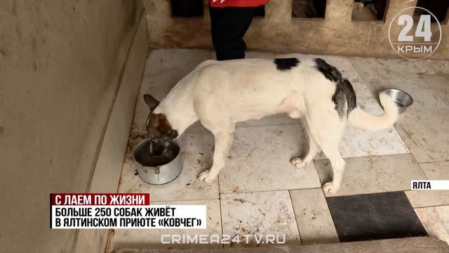 Волонтеры спасли бездомных собак, брошенных в заснеженных горах над Алуштой