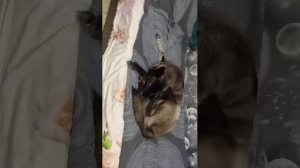 очень крутой стрим 😱😱и кстати всем с новым годом 🎄