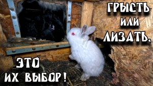 Обновление дома, забота о животных и история нашего поселка!