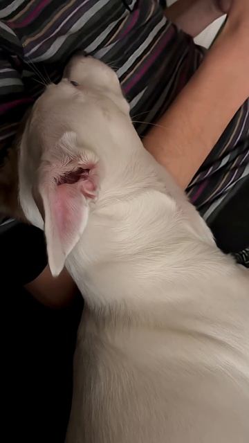 Ричи в шоке от наглости хозяйки