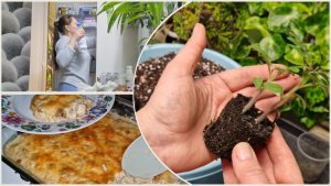 Пикирую томаты. Жюльен на ужин. Вечерняя уборка в кухне. Мотивация.