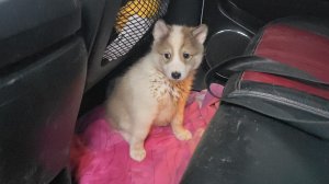 Щенок покинул стаю лаек