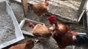 Деликатеска. Французские голошейные