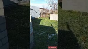 Мела метель во все концы.Питомцы- дома.Молодцы!