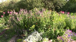 ЛОФАНТ, АГАСТАХЕ, МНОГОКОЛОСНИК - универсальный и эффектный цветок