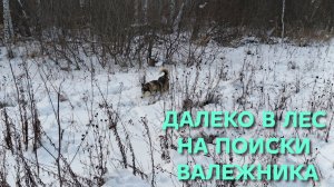 Ушли с собакой далеко в лес в поисках валежника