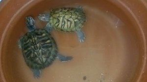 Красноухие черепахи, вечер 16.12.2025. Умная колонка Маруся рассказывает анекдоты!!!