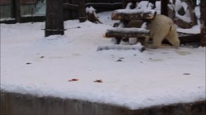 С днём рождения, Белка и Стрелка! 16.12.2025