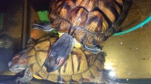 Умная колонка Маруся рассказывает анекдоты . утро 16.12.2025. Красноухие черепахи 🐢🐢🐢