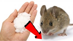 Как избавиться от мышей и крыс навсегда За 3 Секунды!.