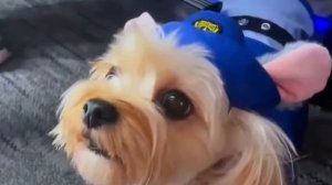 Пушистые зрители на «Зверополисе 2» в Шанхае