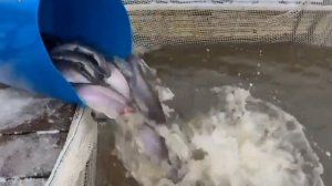 Пополнение садков Форелью