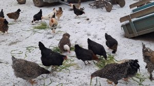 16.12.2025 Деревенское утро 🌄