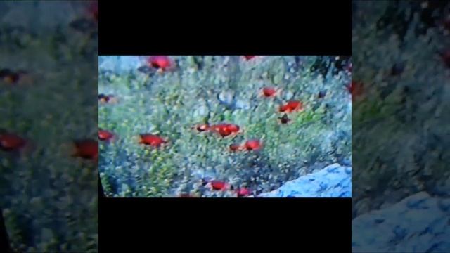 Тюльпаны #музыка #песня #пустыня #цветывпустыне