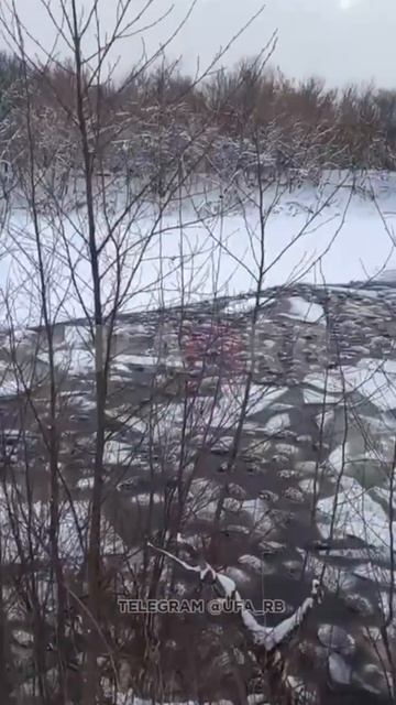 В Бирском районе Башкирии под лед провалились 300 овец смотреть онлайн