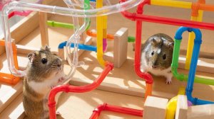 РАЗВЛЕКАТЕЛЬНОЕ ВИДЕО ДЛЯ ДЕТЕЙ