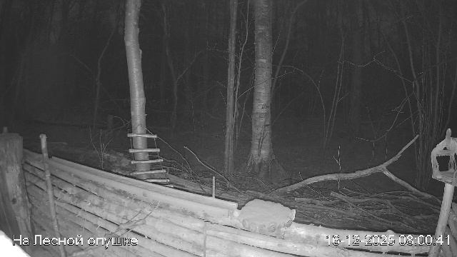LIVE: На лесной опушке. Природа онлайн смотреть онлайн