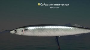 Фарм серебра Русская Рыбалка 4!!!