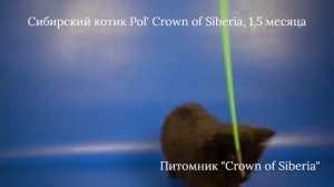 Черный сибирский котик Pol', 1,5 месяца