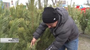 Волгоградцам рассказали, как выбрать лучшую ель к Новому году
