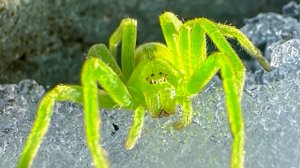 Летний житель на зимней прогулке