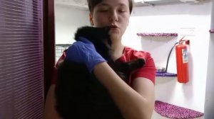 Его рвали собаки, а теперь обожают дома! | Сажик обрел любящую семью!